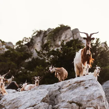 Dom wakacyjny Santu Martine: With Pool